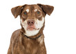 Closeup Brown Crossbreed Dog Over White