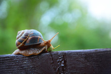 Snail In A Rush
