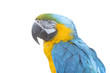macaw parrot on a white background isolated