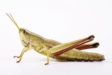 Fototapeta Storczyk - Meadow Grasshopper (Chorthippus parallelus)