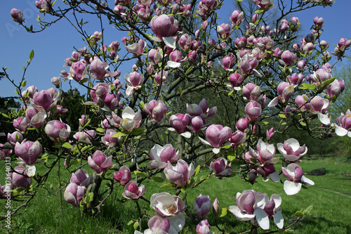 Plakat Lennes magnolia (Magnolia x soulangiana Rustica Rubra)