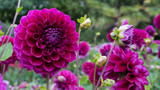 Dahlia close-up on a blurry very beautiful background.