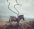 Zebra and stripes
