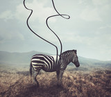 Fototapeta Zebra - Zebra and stripes