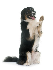 Sticker - tricolor australian shepherd