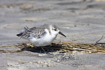 Wall Mural - Sanderling (Calidris alba), wading bird on the beach of St. Peter Ording, North Sea Coast, Schleswig-Holstein, Germany, Europe