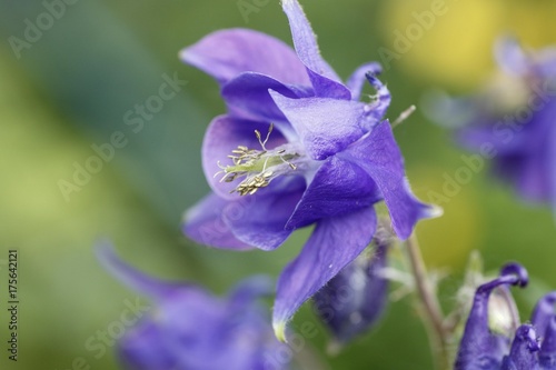 Cuadros en Lienzo Columbine, Aquilegia vulgaris, garden plant, Germany, Europe