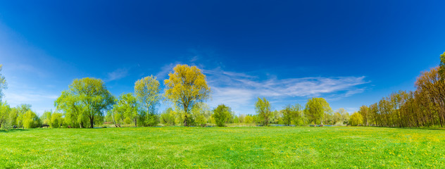 Perfect summer landscape. Blue sky and green grass