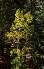 Wall Mural - Yellow Leaf Tree in Northern Utah Mountains