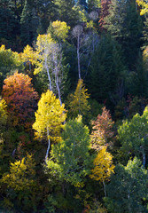 Wall Mural - Fall Colored Trees in Northern Utah