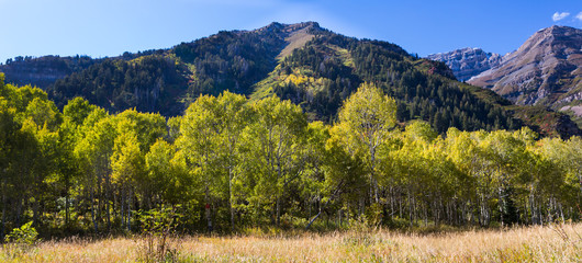 Wall Mural - Fall Trees in Northern Utah and Mountains