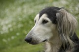 Fototapeta Konie - Saluki or Persian Greyhound