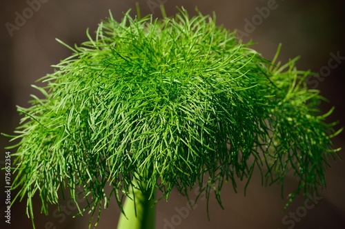 Zdjęcie XXL Zielony koper na pierwszym planie, lecznicza dzika roślina, Foeniculum vulgare