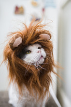 Cat Is Posing With A Lion Hat