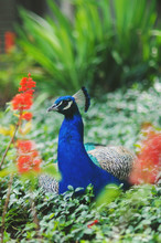A Beautiful Peacock Sitting In Flowers