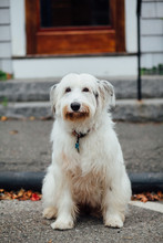 A Portrait Of A White Wheaton Terrier Looking At The Camera.