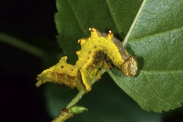 Wall Mural - Iron Prominent (Notodonta dromedarius), feeding caterpillar