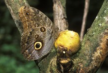 Giant-owl, Gold-edged Owl-Butterfly (Caligo Uranus), Costa Rica, Central America