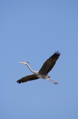 Wall Mural - Grey Heron (Ardea cinerea) in flight