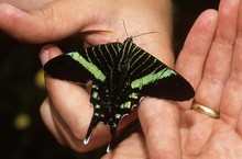 Urania Butterfly, Costa Rica, Central America