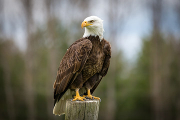 Fototapete - Bald Eagle