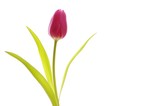 Fototapeta Tulipany - Tulip (Tulipa)