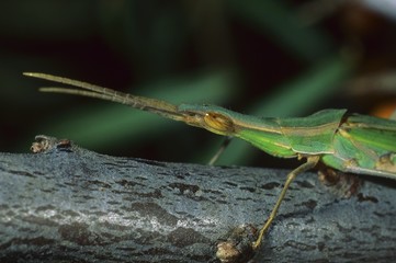 Wall Mural - Mediterranean Slant-faced Grasshopper (Acrida ungarica)