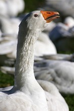 White Domestic Goose - Watchful Gander - Domestic Geese (Anser Anser Formes Domestica)