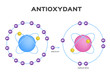 free radical and Antioxidant vector . Antioxidant donates electron to Free radical . infographic