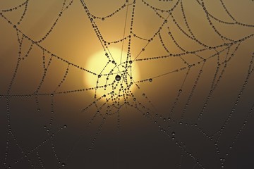 Cobweb with dew at sunrise