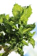 © imageBROKER - Spearmint variety (Mentha spicata var. crispata)