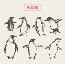 Set Penguins Hand Drawn Vector Illustration Sketch