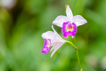 Wall Mural - Beautiful orchid flowers with nature background. Orchid flower close-up.