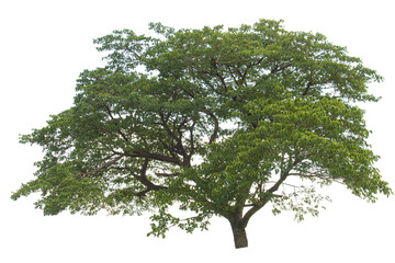 isolate tree on white background