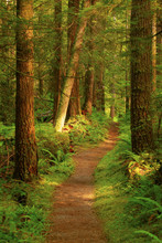 A Picture Of An Pacific Northwest Forest Trail
