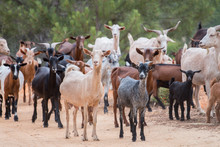 A Herd Of Goats