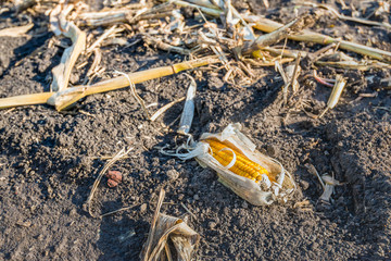 Canvas Print - Corncob left behind after harvest