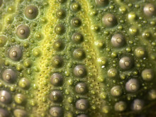 Green Sea Urchin Skeleton  Texture