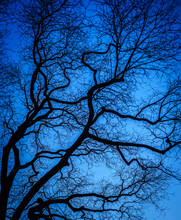 Abstract Tree Branches