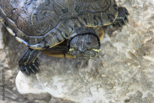 Zdjęcie XXL Zachodni kaspijski żółw