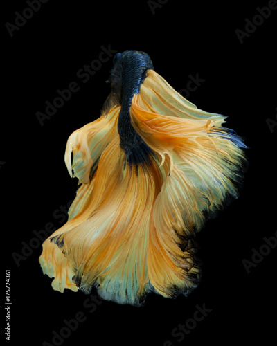 Fototapeten Fisch Yellow long skirt 100x100cm