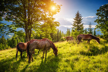 Dirty Horses Grazing In The Pasture That Is Illuminated By The Sun. Location Place Carpathian, Ukraine, Europe. Beauty World.