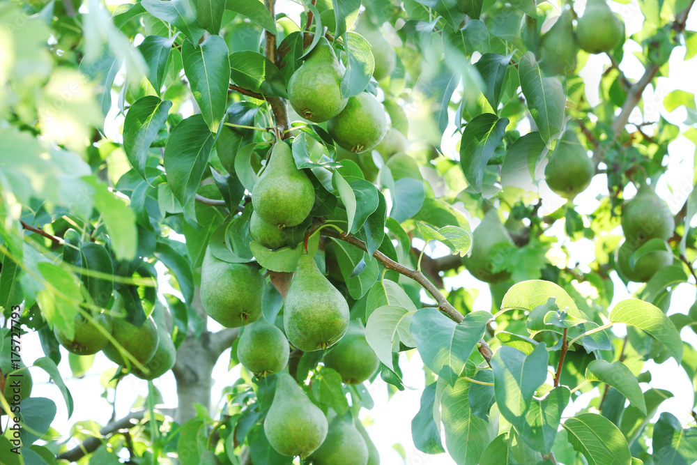 Ripe pears on tree in garden