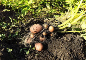 Canvas Print - Potato plant with tubers on soil