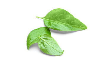 Wall Mural - Green fresh organic basil, isolated on white