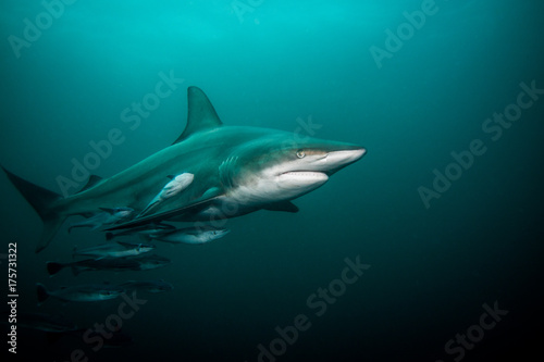 Zdjęcie XXL Pelagic Blacktip rekin (Carcharhinus limbatus) w otwartej wodzie z pływakiem Remora pływanie z nim.