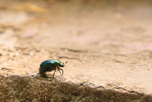 Beautiful Beetle Cetonia Aurata, Called The Rose Chafer Or The Green Rose Chafer. Side View.