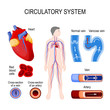 circulatory system: heart, cross-section artery and vein, normal vein and varicose, red blood cells.