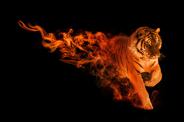 tiger animal kingdom collection with amazing effects