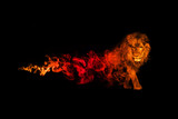 Fototapeta Sawanna - Lion animal kingdom collection with amazing effect